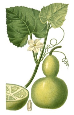 Lagenaria siceraria Bottle Gourd Lagenaria siceraria Bottle Gourd